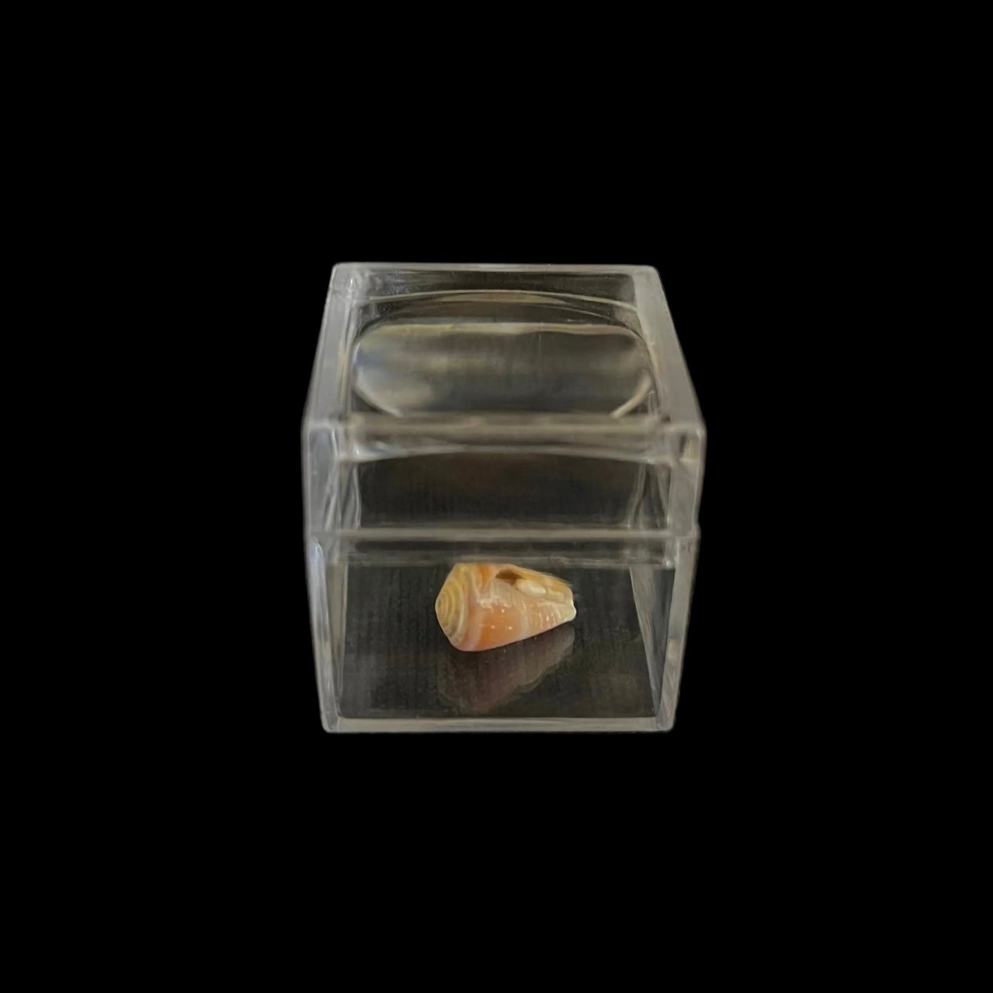 Angelica - Scatola in plastica trasparente con lente 3x - 18 pezzi