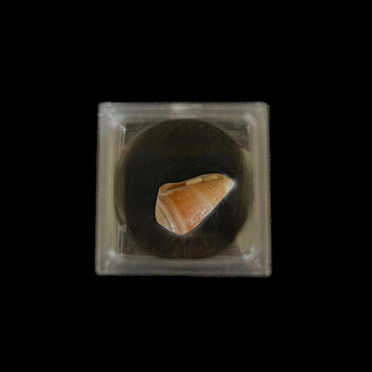 Angelica - Scatola in plastica trasparente con lente 3x - 18 pezzi