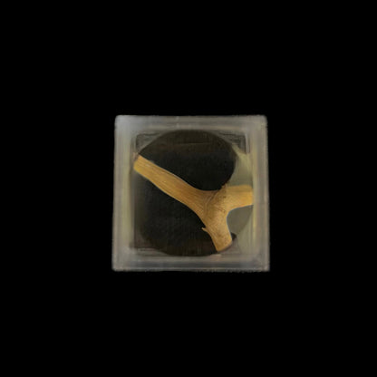 Angelica - Scatola in plastica trasparente con lente 3x - 18 pezzi