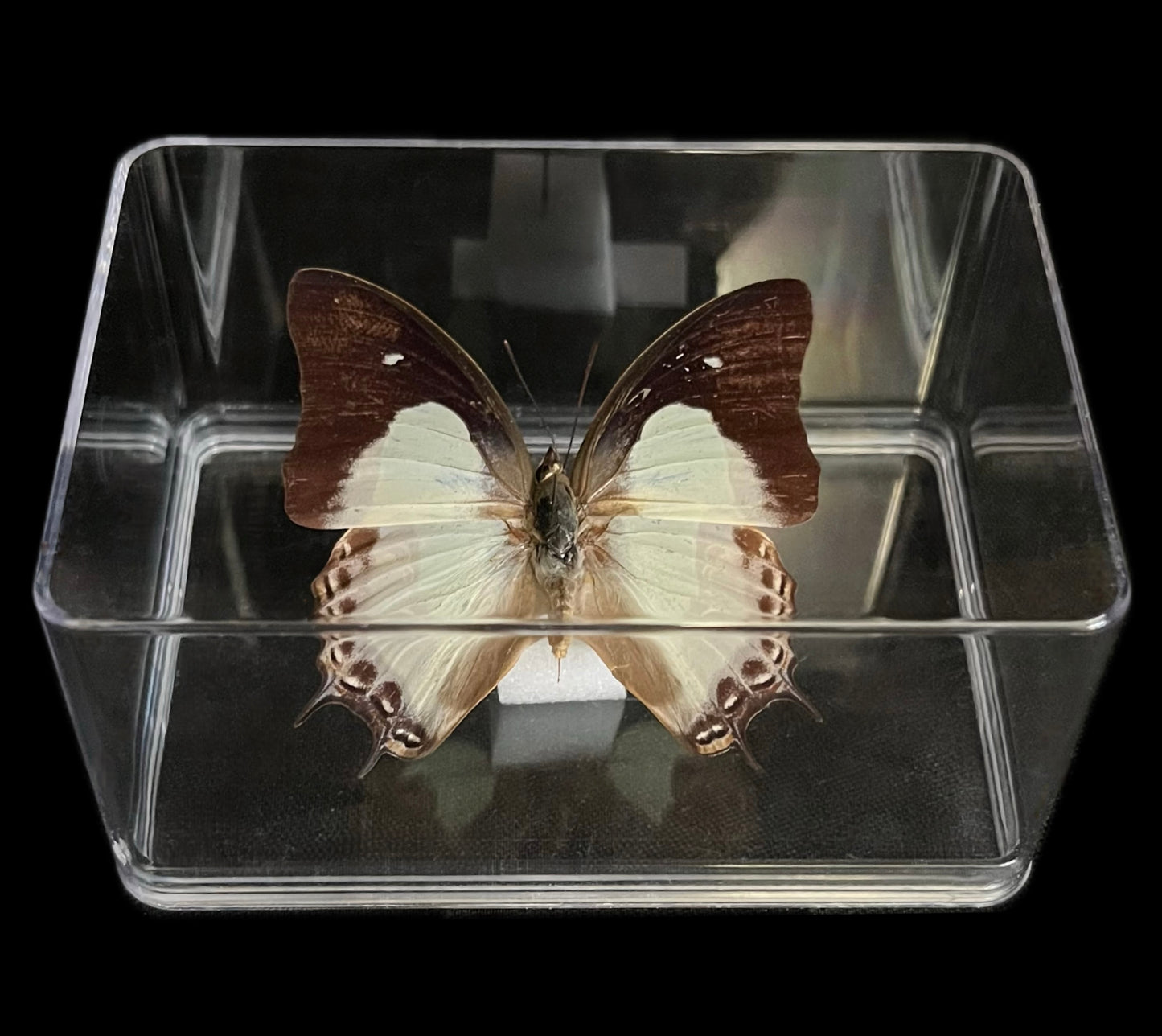 Giulietta - Scatola in plastica trasparente - 6 pezzi