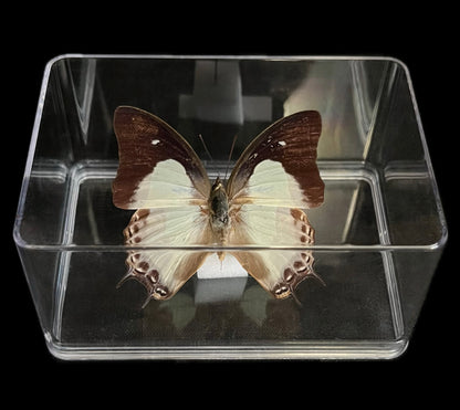 Giulietta - Scatola in plastica trasparente - 6 pezzi