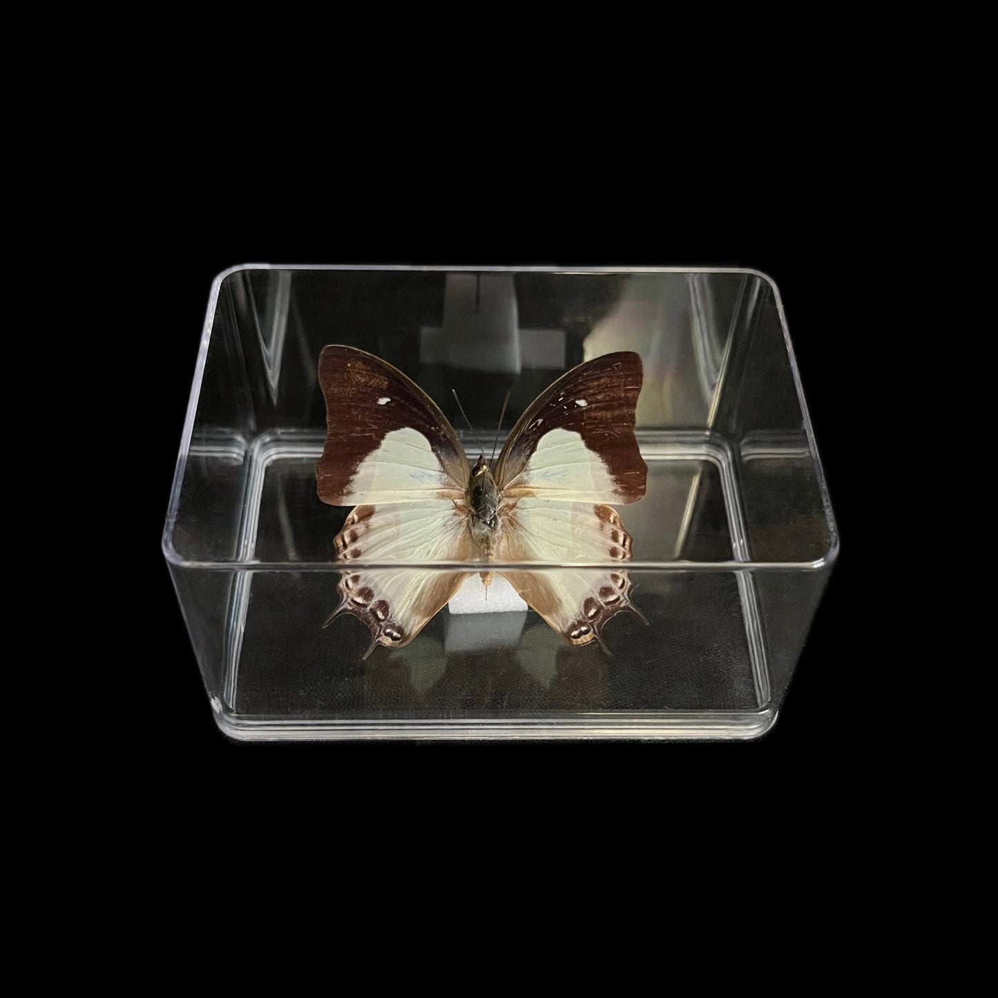 Transparent plastic box - 6 pieces
