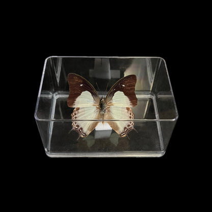 Transparent plastic box - 6 pieces
