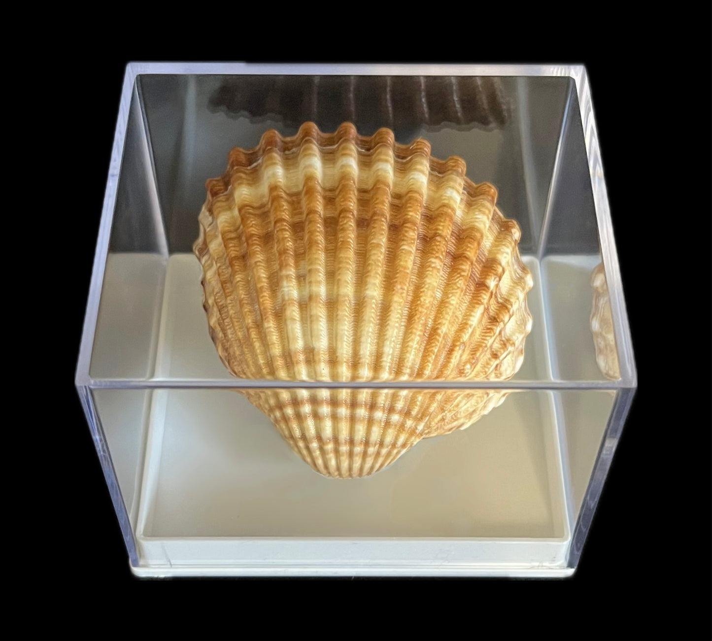 Aurora - Scatola in plastica fondo bianco - 10 pezzi